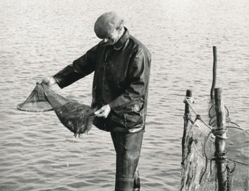 Ansjovis liet waddenvissers in de steek